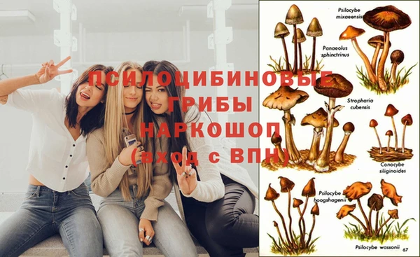прущие грибы Абинск