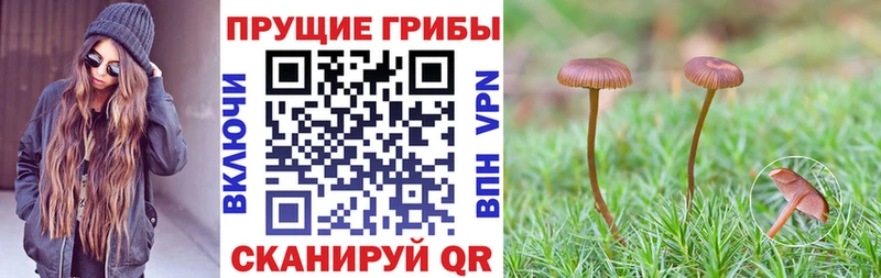 hydra маркетплейс  Тайга  Галлюциногенные грибы Cubensis 
